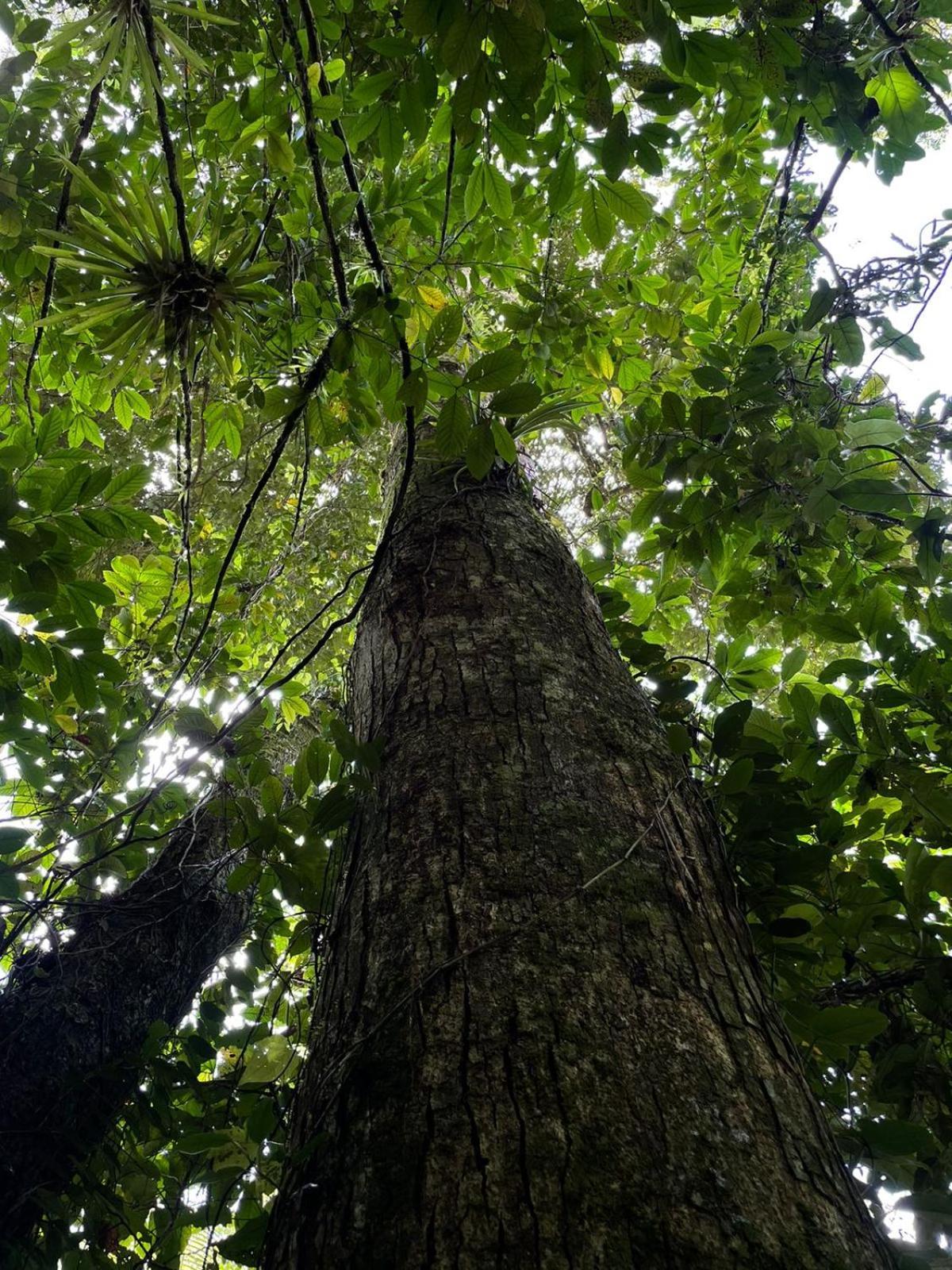 Hadco Experiences At Asa Wright Nature Centre Blanchisseuse ภายนอก รูปภาพ