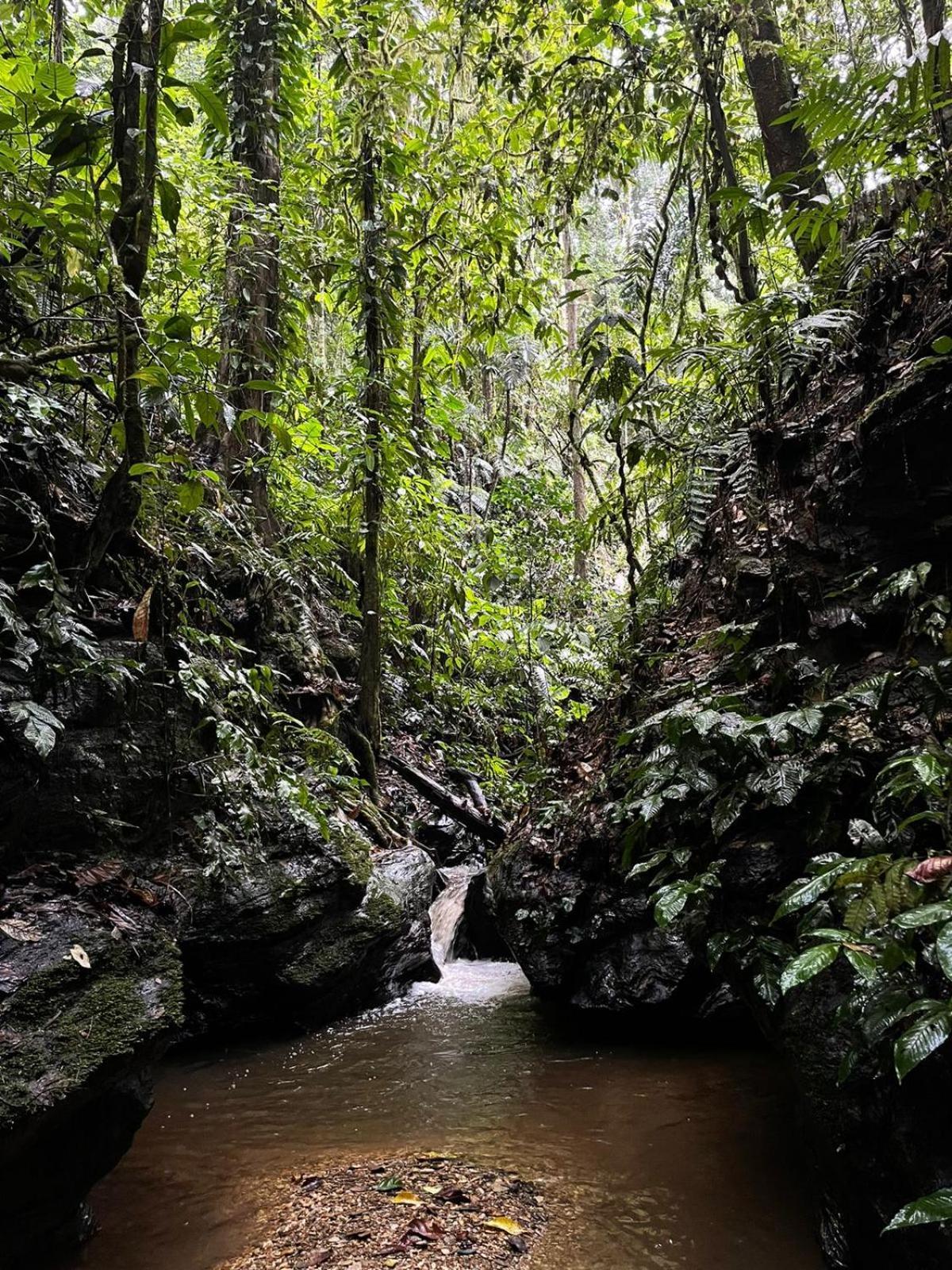 Hadco Experiences At Asa Wright Nature Centre Blanchisseuse ภายนอก รูปภาพ